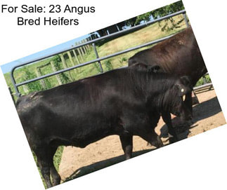 For Sale: 23 Angus Bred Heifers