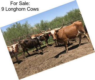 For Sale: 9 Longhorn Cows
