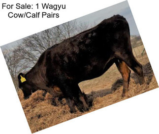 For Sale: 1 Wagyu Cow/Calf Pairs