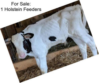 For Sale: 1 Holstein Feeders
