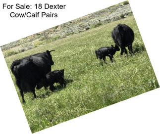 For Sale: 18 Dexter Cow/Calf Pairs