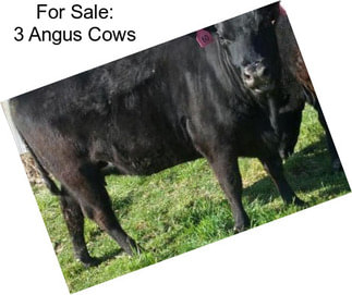 For Sale: 3 Angus Cows