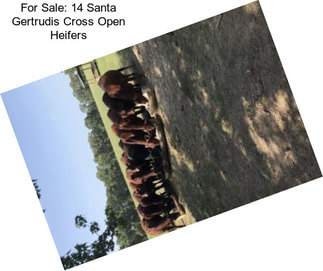 For Sale: 14 Santa Gertrudis Cross Open Heifers