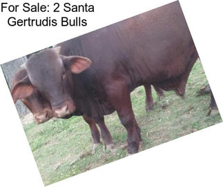 For Sale: 2 Santa Gertrudis Bulls