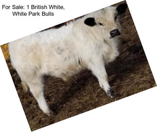 For Sale: 1 British White, White Park Bulls