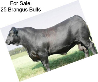 For Sale: 25 Brangus Bulls