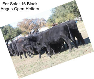 For Sale: 16 Black Angus Open Heifers