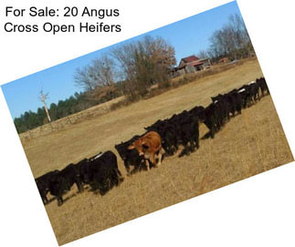 For Sale: 20 Angus Cross Open Heifers