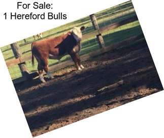 For Sale: 1 Hereford Bulls