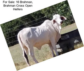 For Sale: 16 Brahman, Brahman Cross Open Heifers