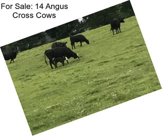 For Sale: 14 Angus Cross Cows