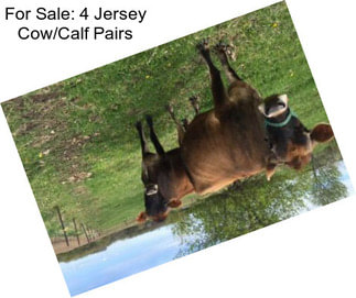 For Sale: 4 Jersey Cow/Calf Pairs