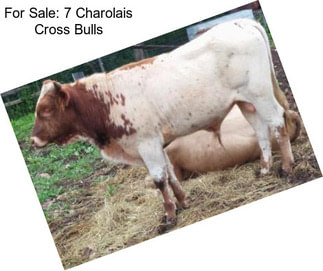 For Sale: 7 Charolais Cross Bulls