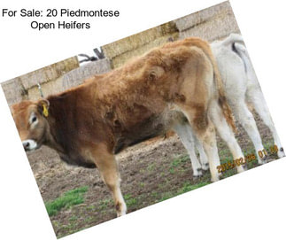 For Sale: 20 Piedmontese Open Heifers