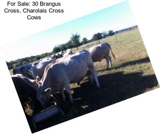 For Sale: 30 Brangus Cross, Charolais Cross Cows