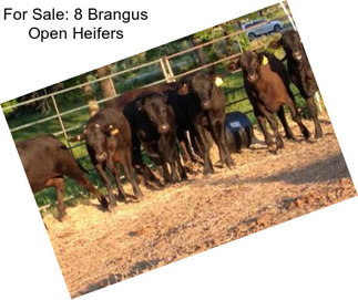 For Sale: 8 Brangus Open Heifers