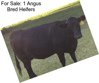 For Sale: 1 Angus Bred Heifers