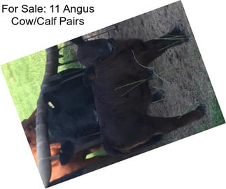 For Sale: 11 Angus Cow/Calf Pairs