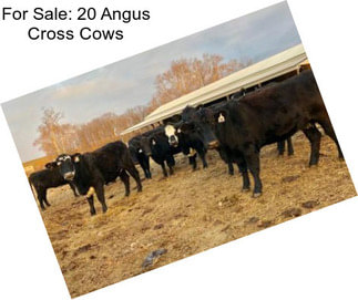 For Sale: 20 Angus Cross Cows