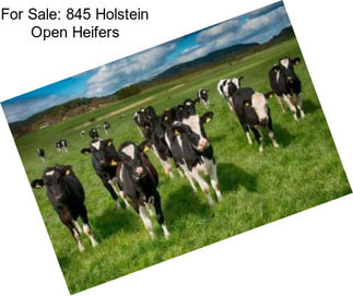 For Sale: 845 Holstein Open Heifers