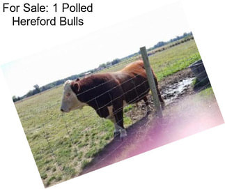 For Sale: 1 Polled Hereford Bulls