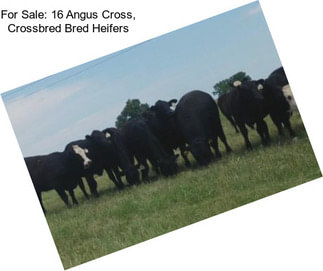 For Sale: 16 Angus Cross, Crossbred Bred Heifers