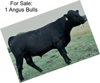 For Sale: 1 Angus Bulls