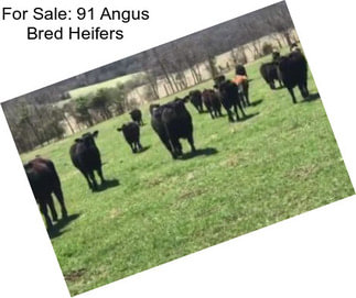 For Sale: 91 Angus Bred Heifers