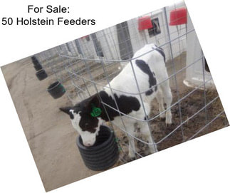 For Sale: 50 Holstein Feeders