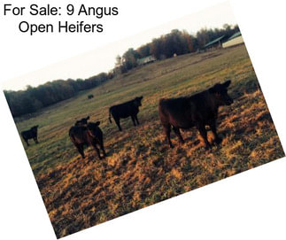 For Sale: 9 Angus Open Heifers