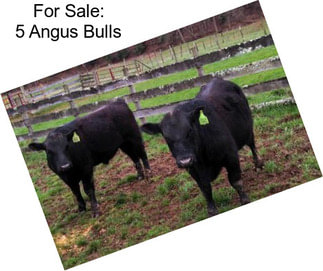 For Sale: 5 Angus Bulls