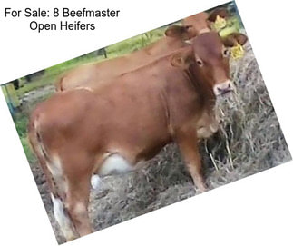 For Sale: 8 Beefmaster Open Heifers