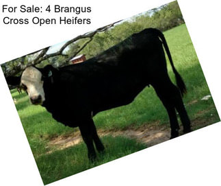 For Sale: 4 Brangus Cross Open Heifers