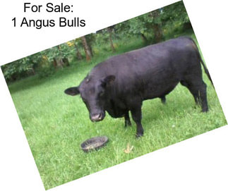 For Sale: 1 Angus Bulls