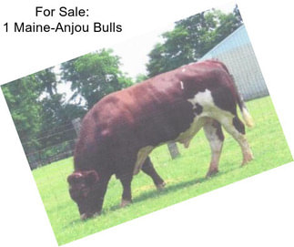 For Sale: 1 Maine-Anjou Bulls