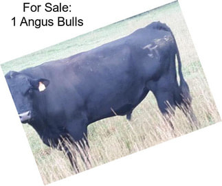 For Sale: 1 Angus Bulls