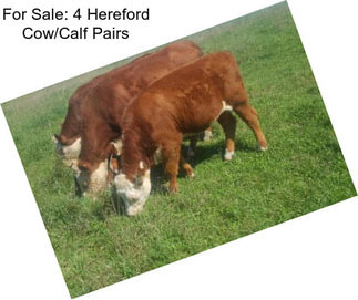 For Sale: 4 Hereford Cow/Calf Pairs