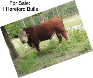 For Sale: 1 Hereford Bulls