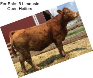 For Sale: 5 Limousin Open Heifers