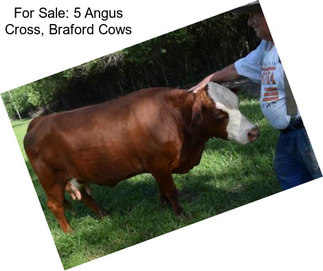 For Sale: 5 Angus Cross, Braford Cows