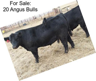 For Sale: 20 Angus Bulls