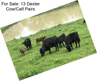 For Sale: 13 Dexter Cow/Calf Pairs