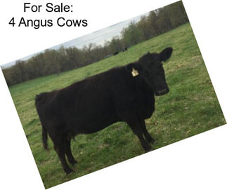 For Sale: 4 Angus Cows