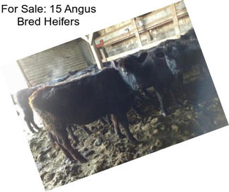 For Sale: 15 Angus Bred Heifers