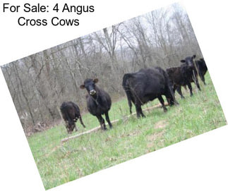 For Sale: 4 Angus Cross Cows