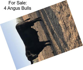 For Sale: 4 Angus Bulls