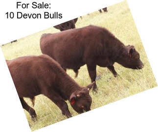 For Sale: 10 Devon Bulls