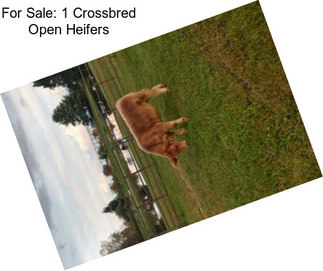 For Sale: 1 Crossbred Open Heifers