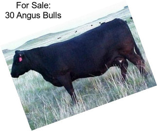For Sale: 30 Angus Bulls