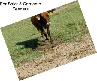 For Sale: 3 Corriente Feeders